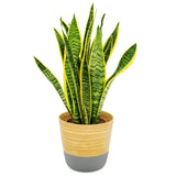 Dehaus Spun Bamboo Indoor Plant Pot - Grey