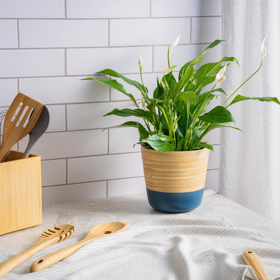 Dehaus Spun Bamboo Indoor Plant Pot (Blue)