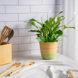 Dehaus Spun Bamboo Indoor Plant Pot (Sage Green)  Dehaus Ltd.