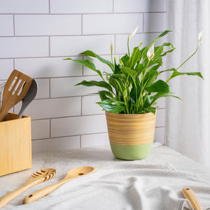 Dehaus Spun Bamboo Indoor Plant Pot (Sage Green)