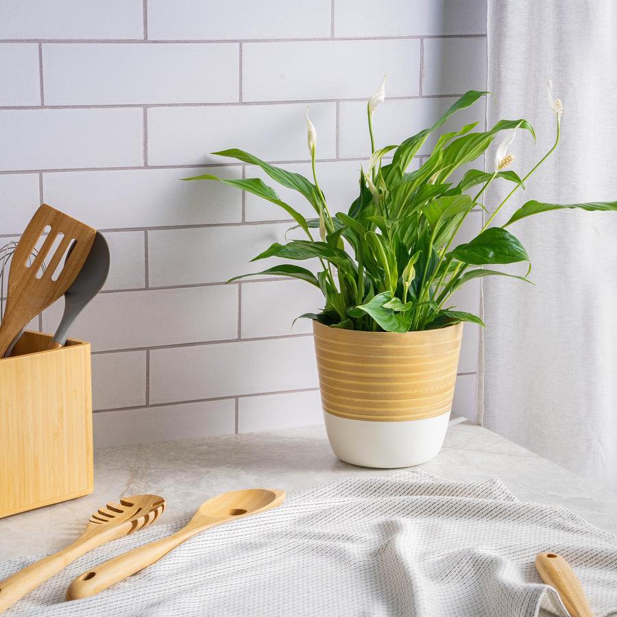 Dehaus Spun Bamboo Indoor Plant Pot (White)