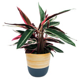 Dehaus Spun Bamboo Indoor Plant Pot - Blue