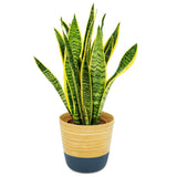 Dehaus Spun Bamboo Indoor Plant Pot - Blue