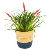 Dehaus Spun Bamboo Indoor Plant Pot - Blue