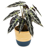 Dehaus Spun Bamboo Indoor Plant Pot - Blue