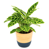 Dehaus Spun Bamboo Indoor Plant Pot - Blue