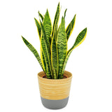 Dehaus Spun Bamboo Indoor Plant Pot - Grey