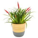 Dehaus Spun Bamboo Indoor Plant Pot - Grey