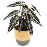 Dehaus Spun Bamboo Indoor Plant Pot - Grey