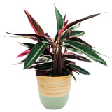 Dehaus Spun Bamboo Indoor Plant Pot - Sage Green