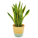 Dehaus Spun Bamboo Indoor Plant Pot - Sage Green