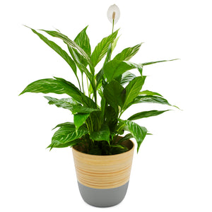 Dehaus Spun Bamboo Indoor Plant Pot (Grey)