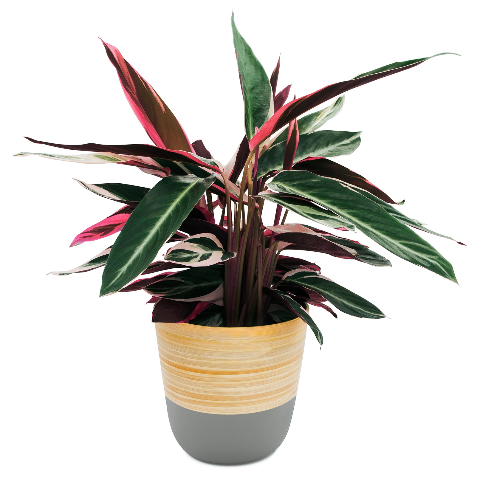 Dehaus Spun Bamboo Indoor Plant Pot (Grey)  Dehaus Ltd.