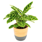 Dehaus Spun Bamboo Indoor Plant Pot (Grey)  Dehaus Ltd.