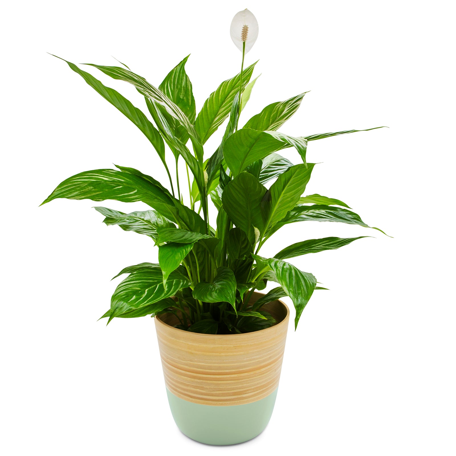 Dehaus Spun Bamboo Indoor Plant Pot (Sage Green)  Dehaus Ltd.