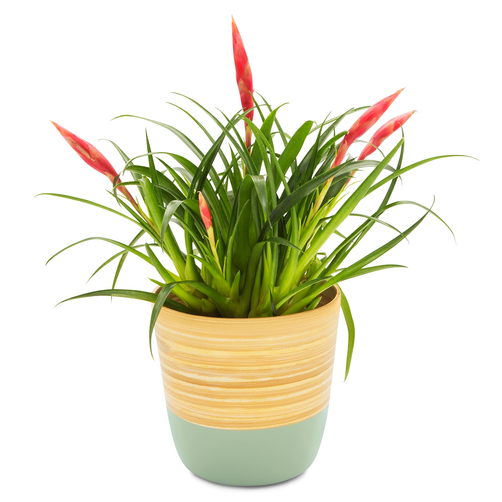 Dehaus Spun Bamboo Indoor Plant Pot (Sage Green)  Dehaus Ltd.