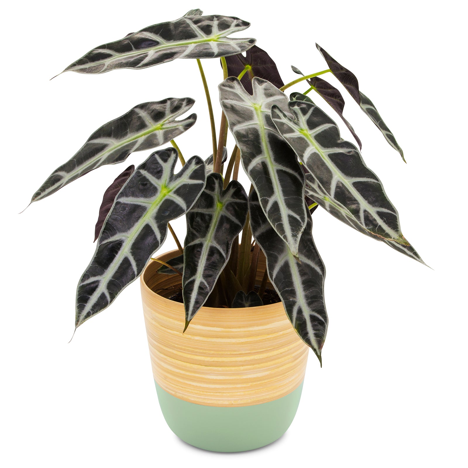 Dehaus Spun Bamboo Indoor Plant Pot (Sage Green)  Dehaus Ltd.