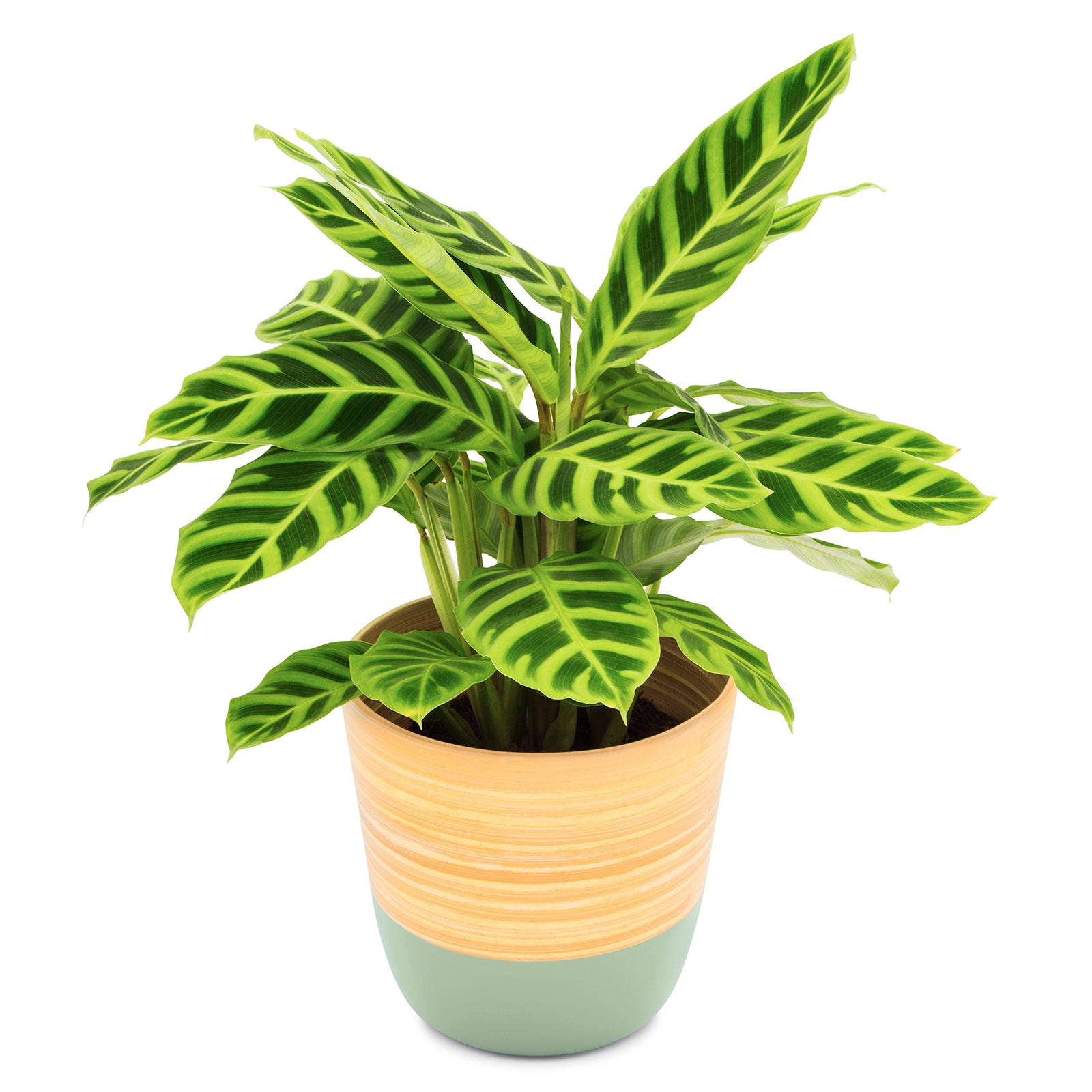 Dehaus Spun Bamboo Indoor Plant Pot (Sage Green)  Dehaus Ltd.