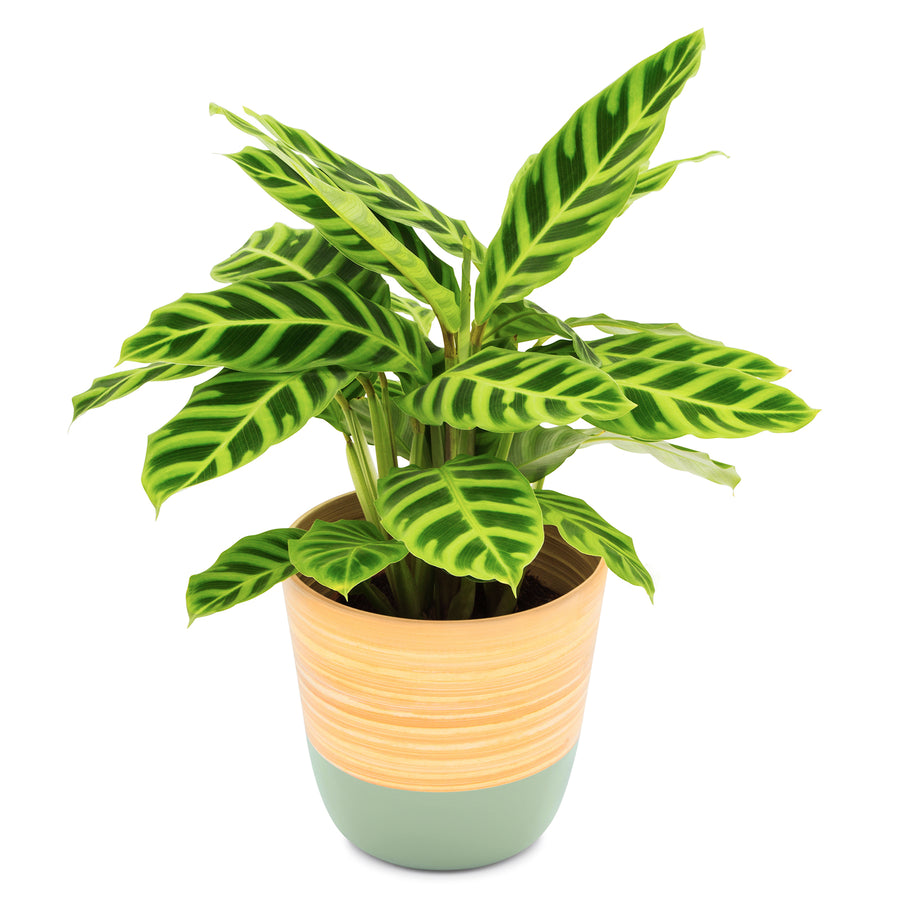 Dehaus Spun Bamboo Indoor Plant Pot (Sage Green)