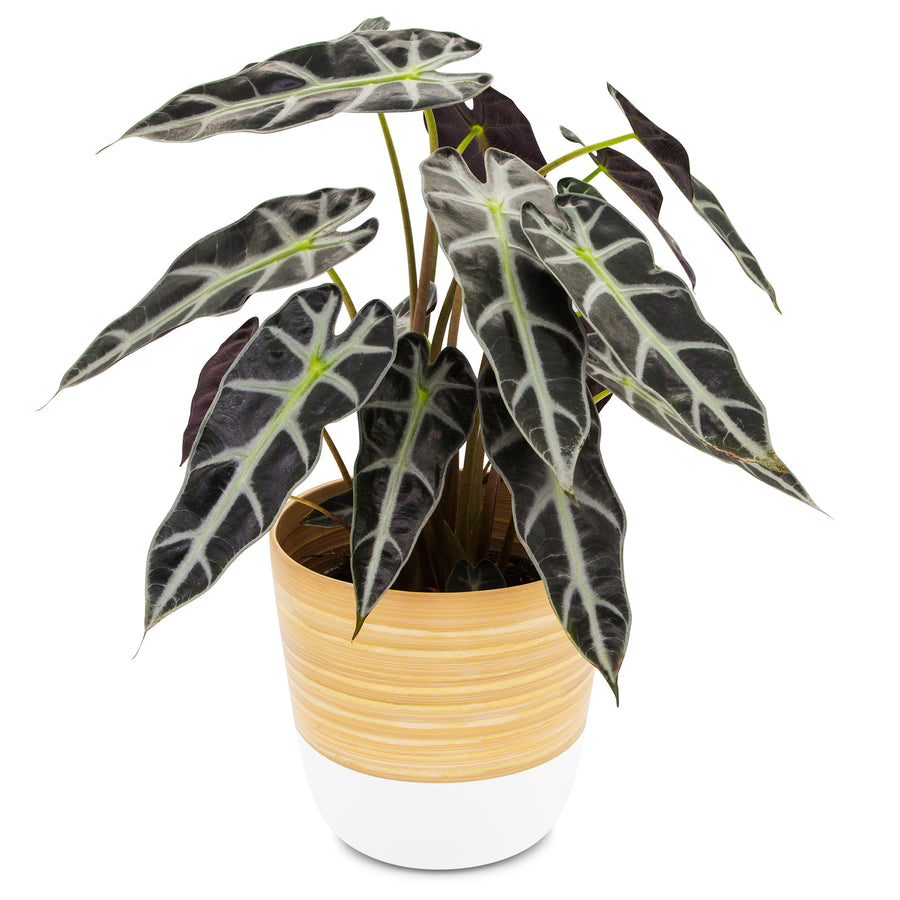 Dehaus Spun Bamboo Indoor Plant Pot (White)